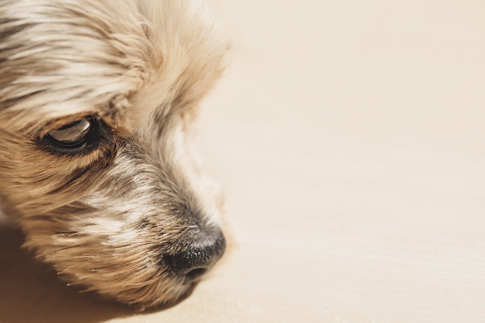Hund draußen